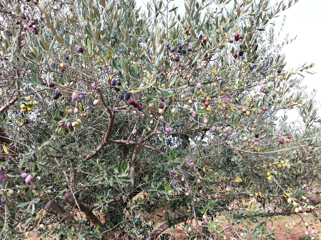 Oliviers à l'Automne