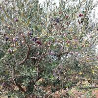 Oliviers à l'Automne