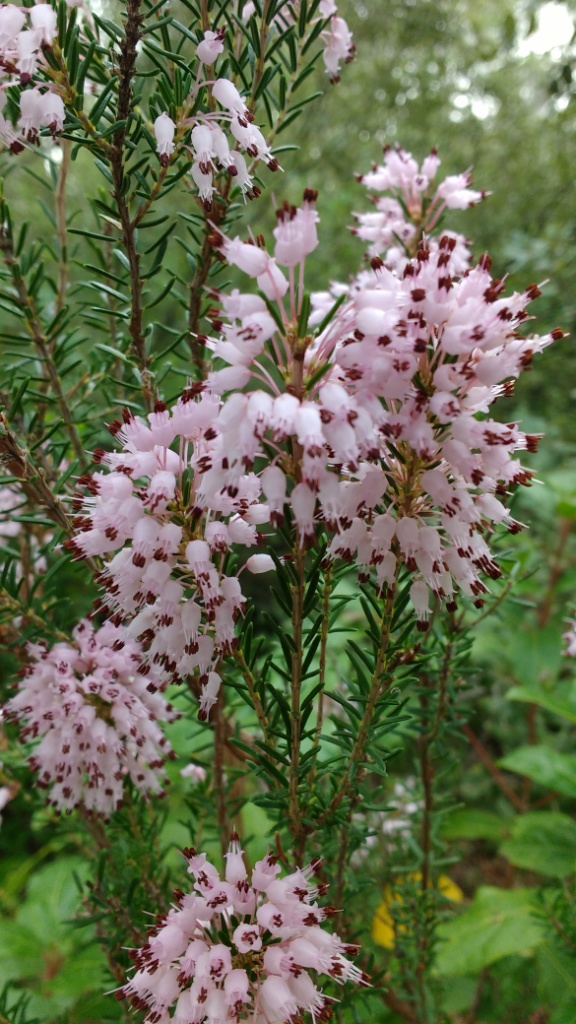 Fleurs d'Automne