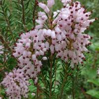 Fleurs d'Automne