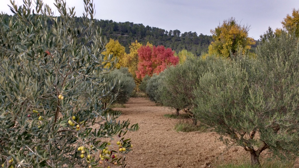 Automne à Correns 1