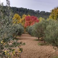 Automne à Correns 1