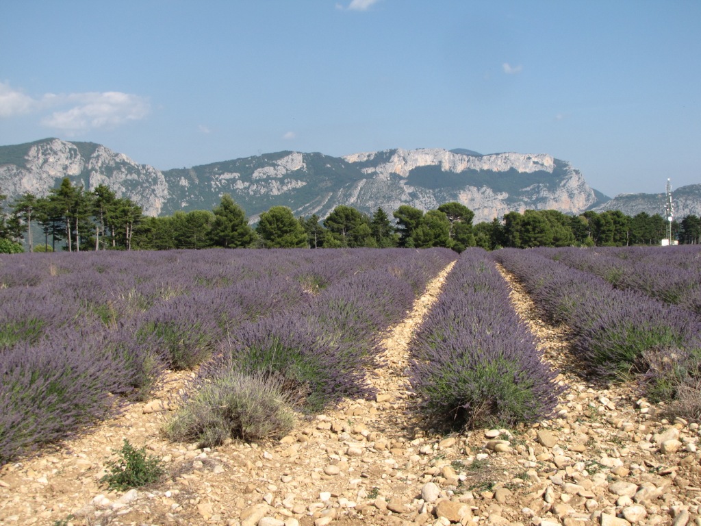 Lavandes au-dessus du lac de Sainte Croix