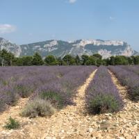 Lavandes au-dessus du lac de Sainte Croix