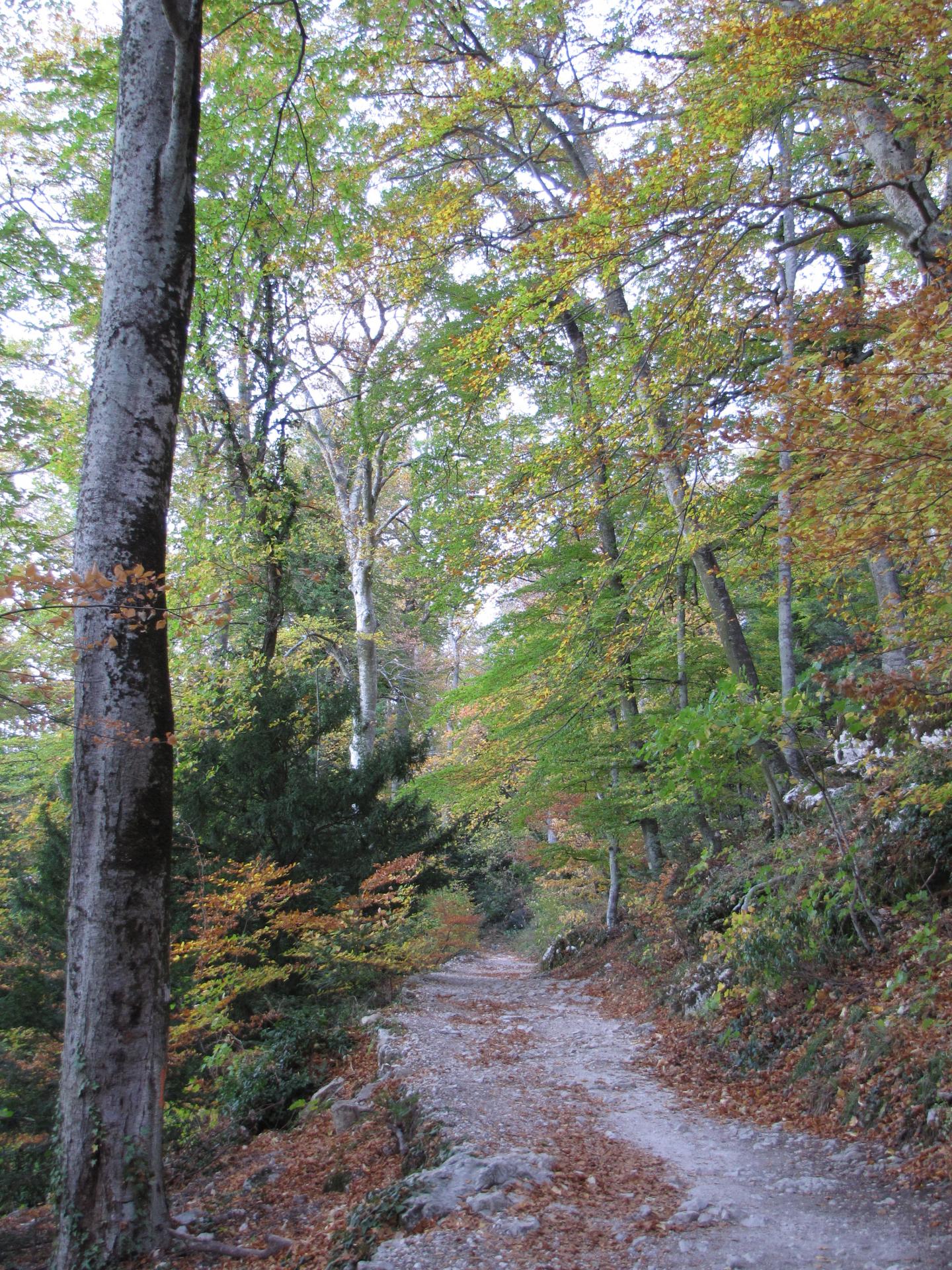 Massif de la Sainte Baume 2