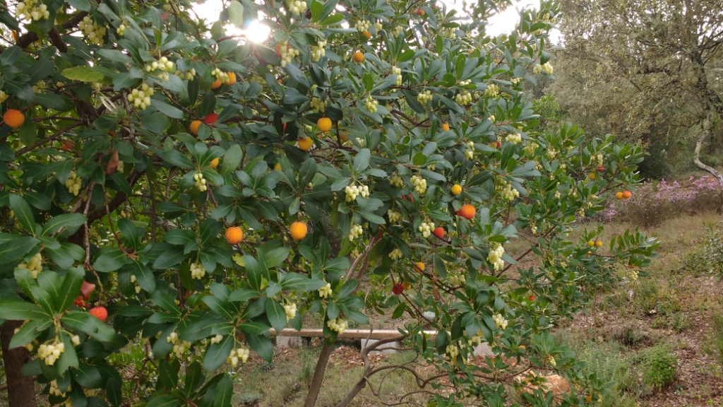 Oranger à Correns